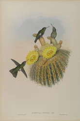 Phaeoptila Sordida: Donker